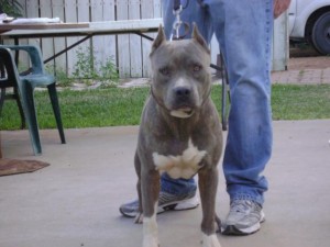 blue nose pitbull