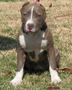 Dog Obedience Training Pitbull dog obedience training pitbull