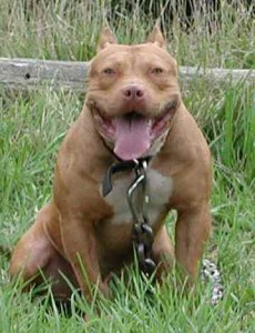 red nose pitbull
