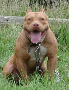 Red Nose Pitbull red nose pitbull