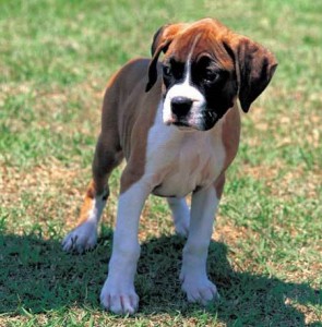 boxer dog puppy