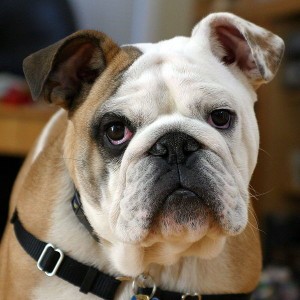 bulldog dog breed training