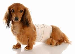Bandaging Your Dog dog bandage first aid