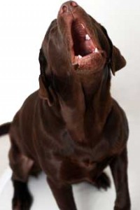 Dog Barking dog barking training