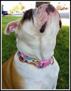English Bulldog dog collar Dog collars leather nylon eco-friendly dog collar betty English Bulldog small dog large dog miniature