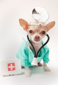 dog health chihuahua vet doctor dog yellow loose stools