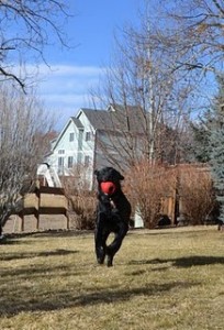 dog training school training a dog