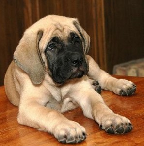 english mastiff dog breed