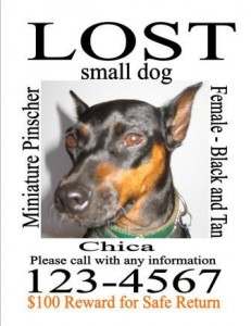 lost-dog-missing-pet-sign-template