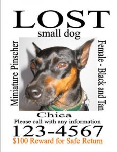 Lost Dog Sign Template lost-dog-missing-pet-sign-template