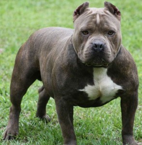 pitbull dog blue nose breed