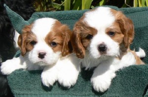 puppies brown white breed of the puppy