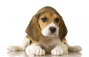 puppy dog beagle buy puppy pet-shop cynology club veterinary clinics specialist in dog breeding