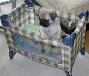 Puppy Playpen puppy playpen dog pens playpens