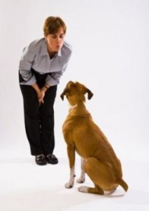 train dog stop jumping up on people