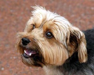 yorkie puppy Yorkshire Terrier dog breed