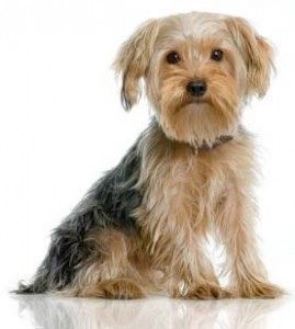 yorkshire terrier puppies yorkie dog breed
