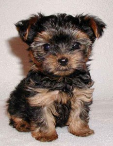 yorkshire terrier puppy dog breed puppies