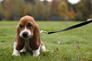 basset hounds puppy