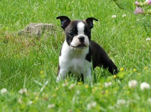 boston terrier breed puppy