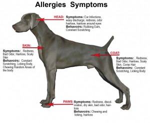 dog health symptoms allergy