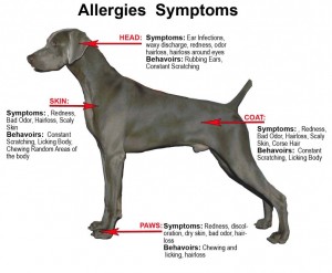 Dog Health Symptoms Allergies Symptoms dog health symptoms allergy