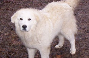 great pyrenees breed