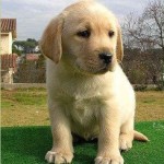 labrador puppy breed