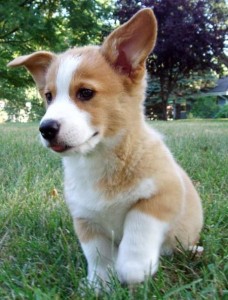 pembroke welsh corgi puppy