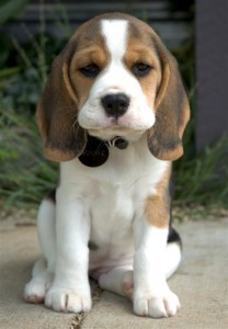 puppy health symptom