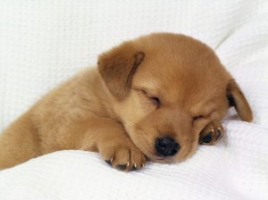 puppy sleep puppy bed