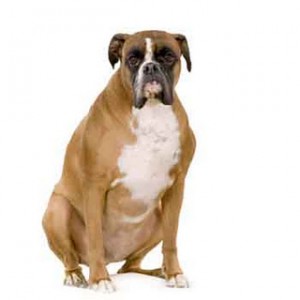 dog obesity diet