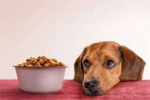 dog obesity dog food dog health