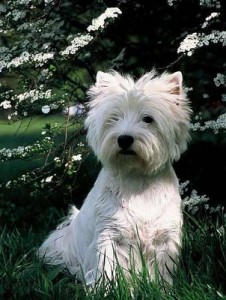 Pedigree Terrier Puppy pedigree terrier puppy dog