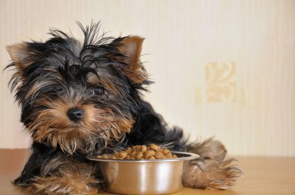 puppy premium dog food