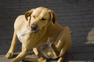 Dog mange dog mange treatment