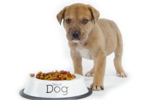 Dog food standards dog puppy food standards