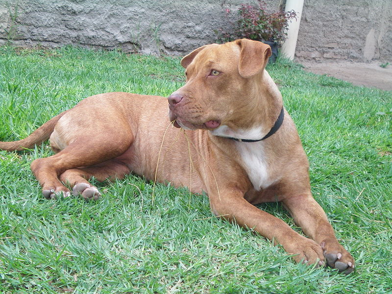 american pitbull terrier breed