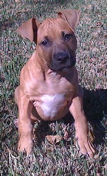 American Pitbull Terrier Puppy american pitbull terrier puppy