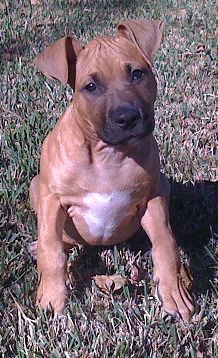 american pitbull terrier puppy