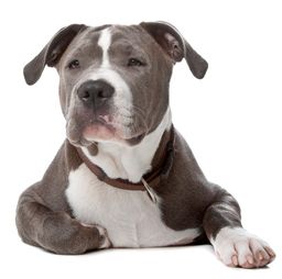 American Staffordshire Bull Terrie american staffordshire bull terrie