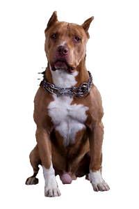 american staffordshire terrier portrait championship