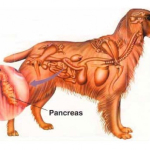 All About Pancreatitis In Canines