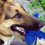 German Shepherd saves owners life