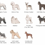 Hypoallergenic Dogs – Dogs For People With Allergies