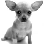 Miniature dog breeds pros and cons of owning toy breeds