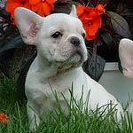 French Bulldog Breed Info