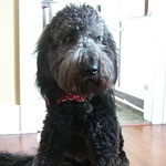 Goldendoodles and Mini Goldendoodles