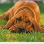 Common Causes Of Seizures In Canines