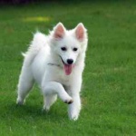 How To Pick A Good Companion Dog
